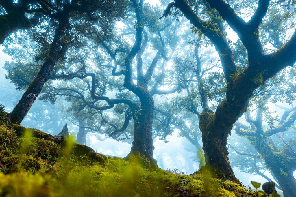 Forêt enchantée dans la brume du matin.