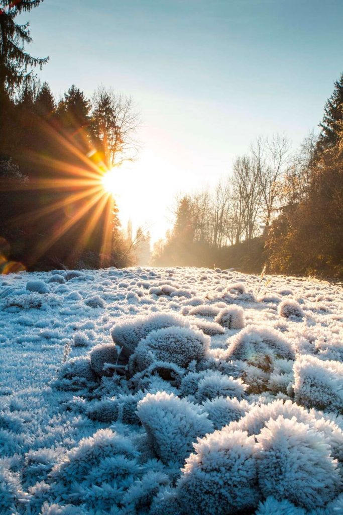 Matin glacial dans la forêt d'hiver