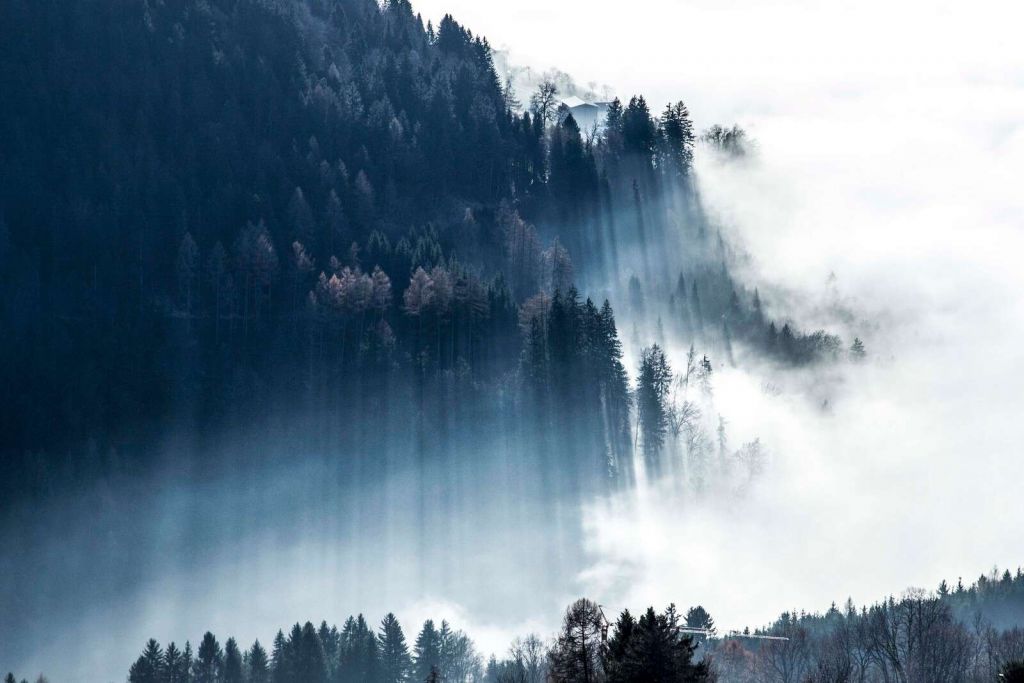 Lumière du matin dans la forêt brumeuse.