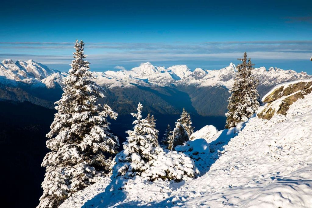 Pins enneigés avec vue sur la montagne