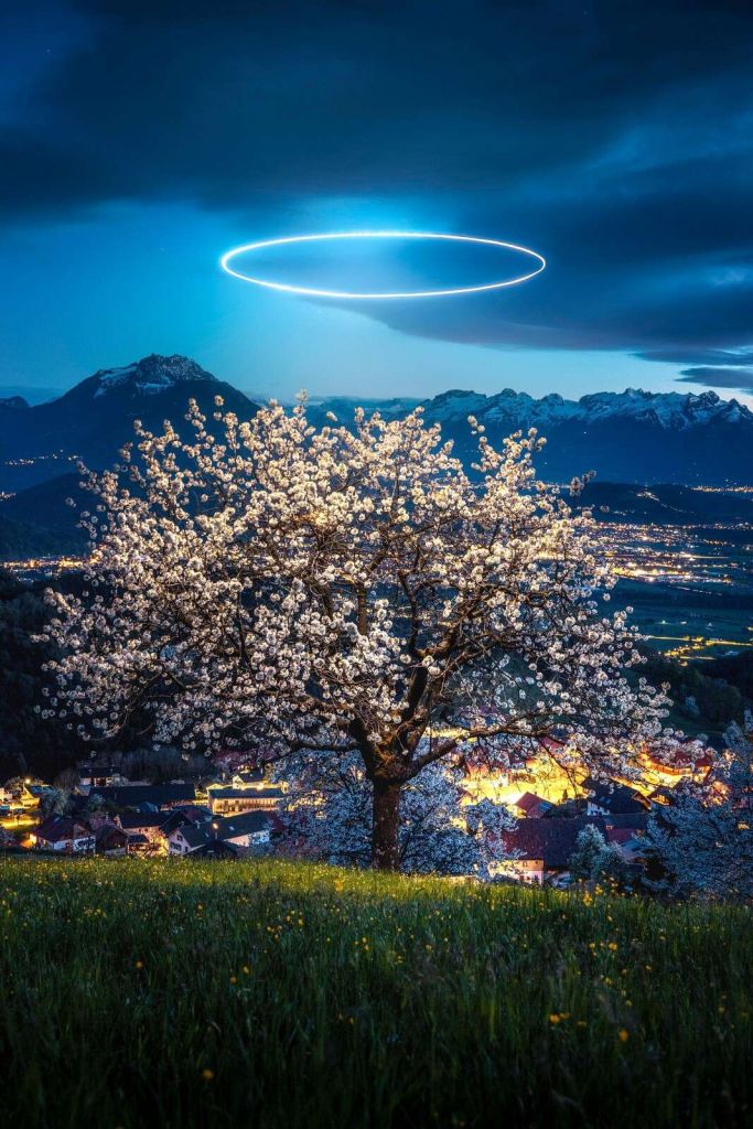 Arbre en fleurs sous la lumière nocturne