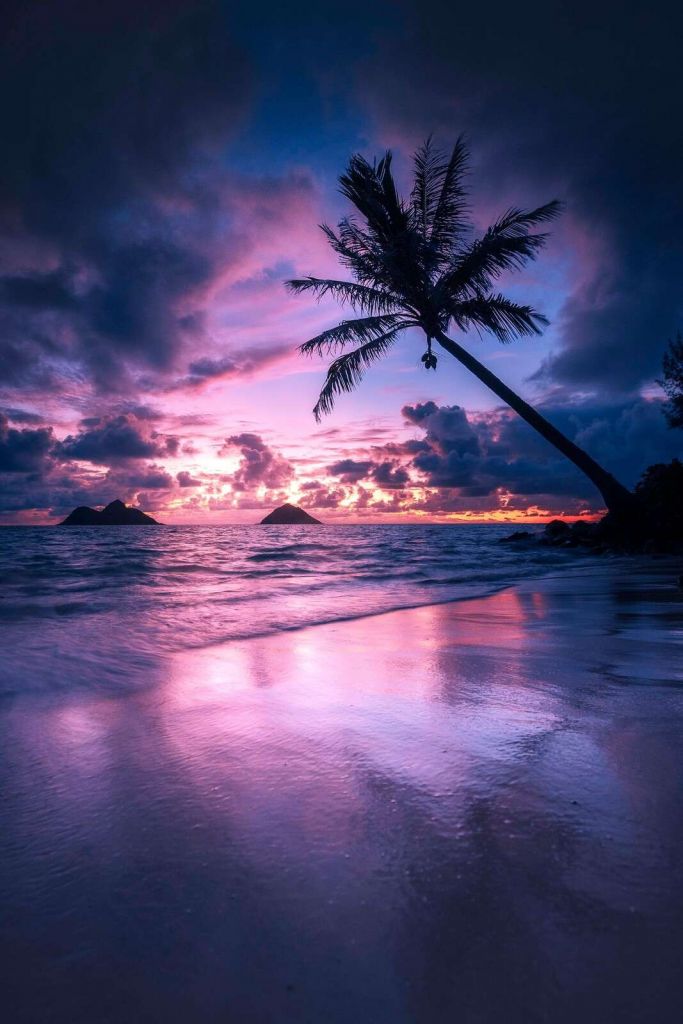 Plage de palmiers au coucher du soleil violet