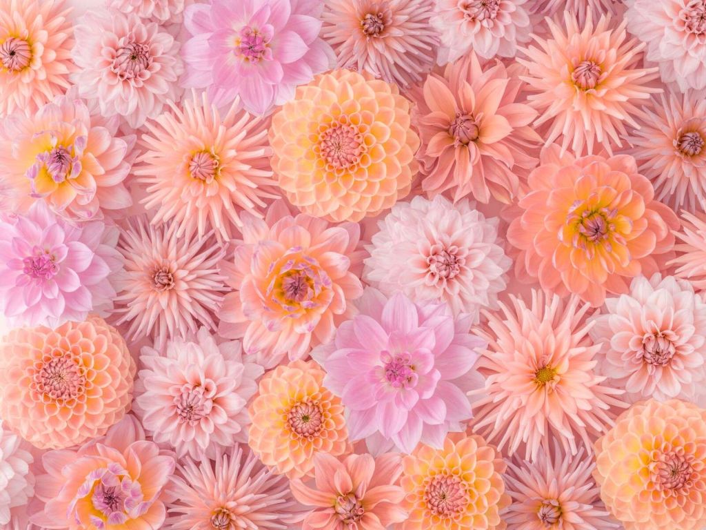 Cadre complet de fleurs de dahlia