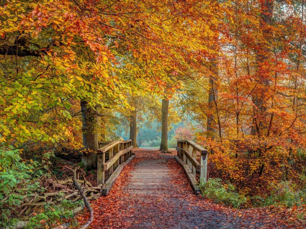Pont en bois dans une forêt d’automne
