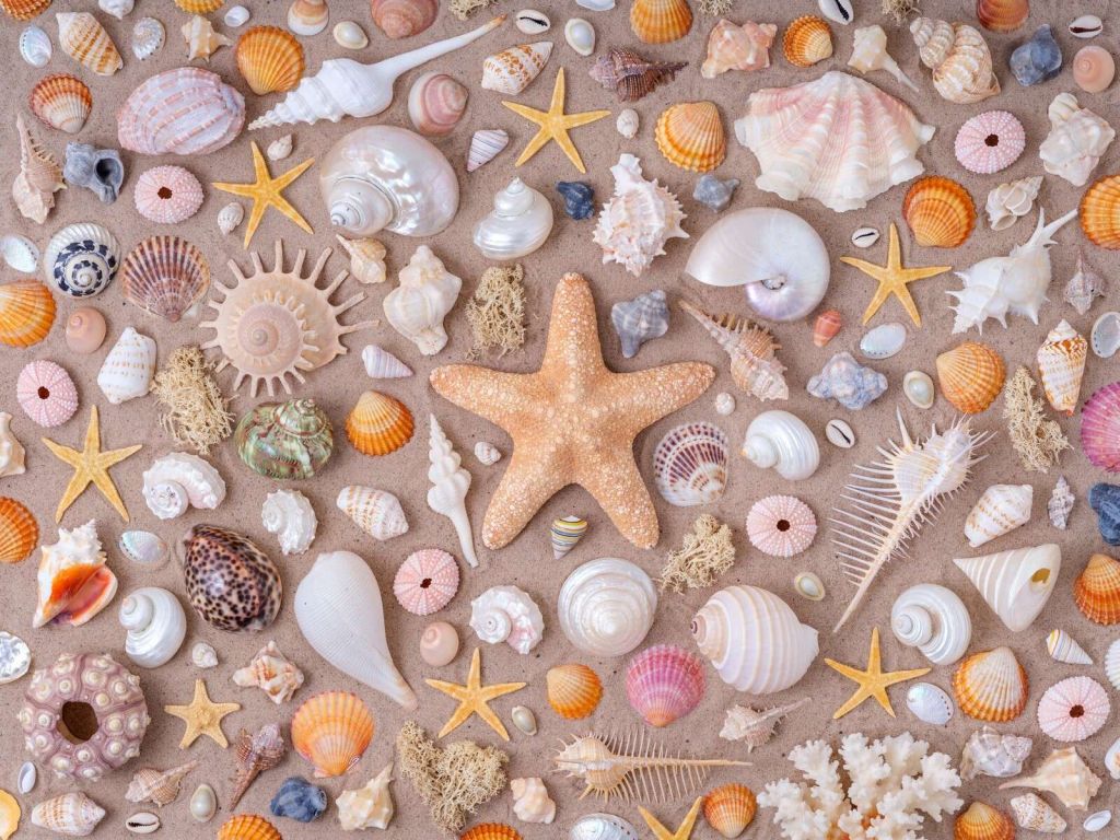 Plein cadre de collection de coquillages.
