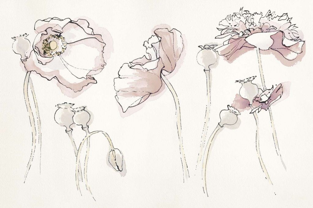 Jeu de lignes de coquelicots rose doux