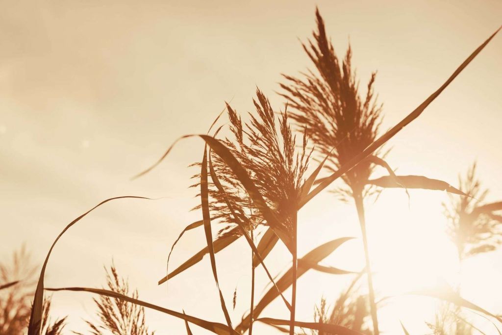Roseaux dans la lumière dorée