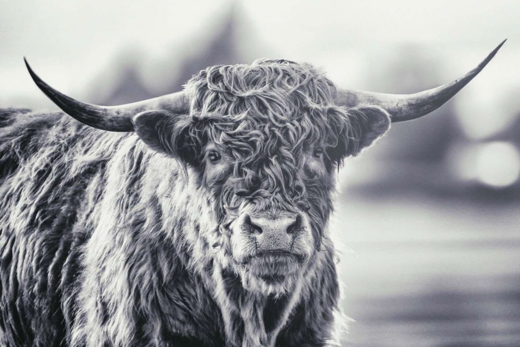 Highland cattle sous la lumière argentée