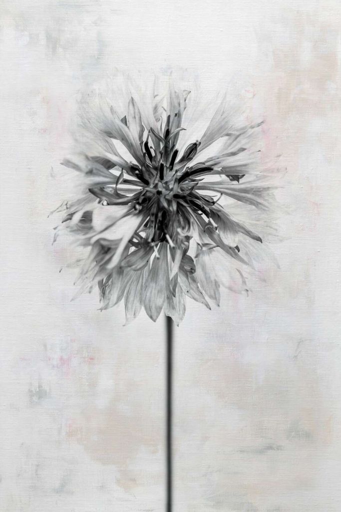 Fleur noire sur fond clair.