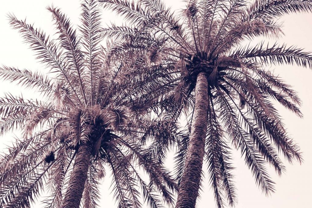 Palmiers tropicaux dans une lueur chaude