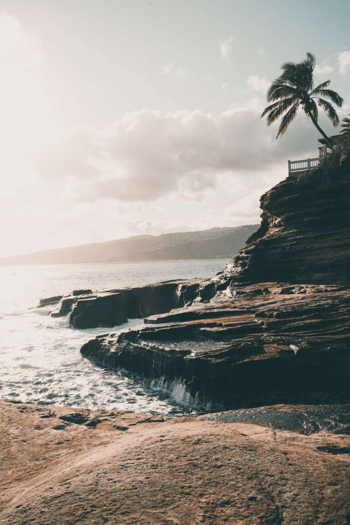 Côte rocheuse avec un palmier solitaire