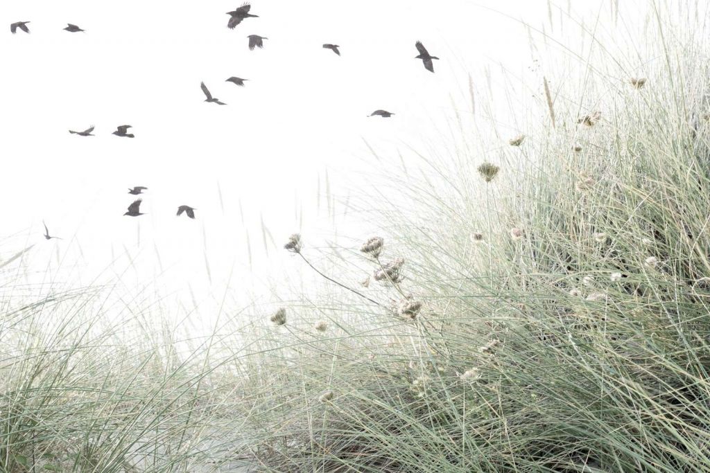 Oiseaux survolant l'herbe ondulante des dunes