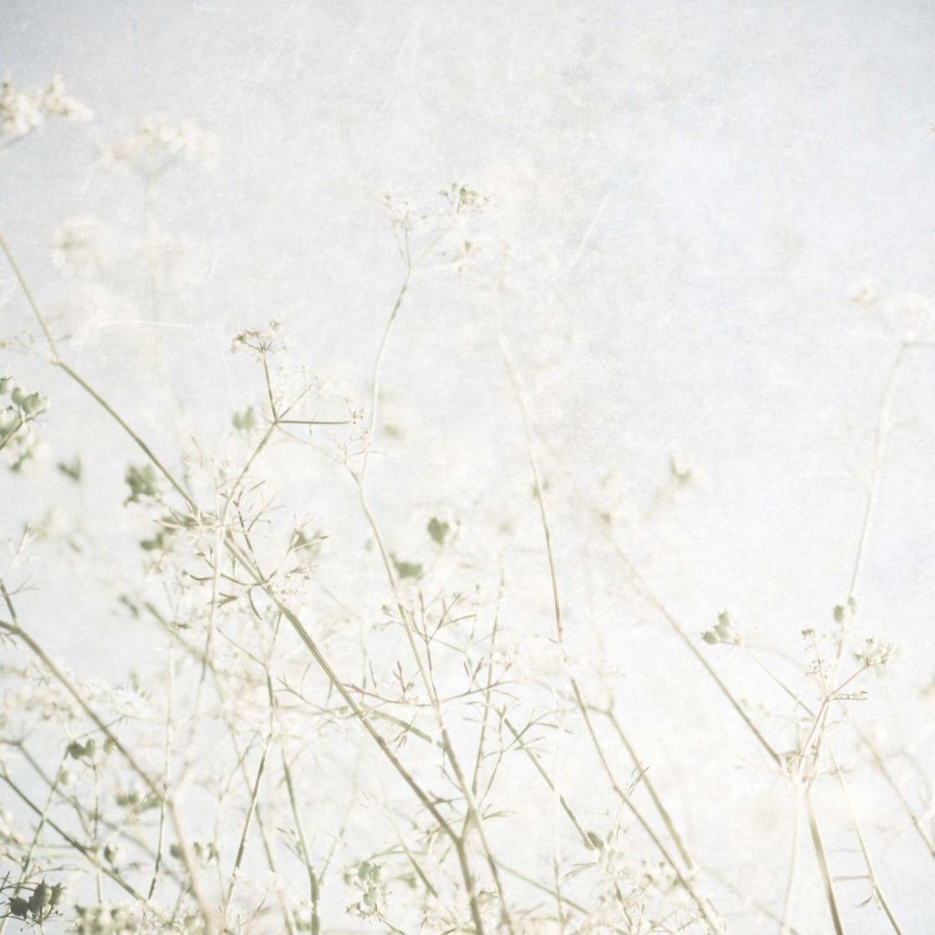 Légères fleurs des champs dans la brume du matin.