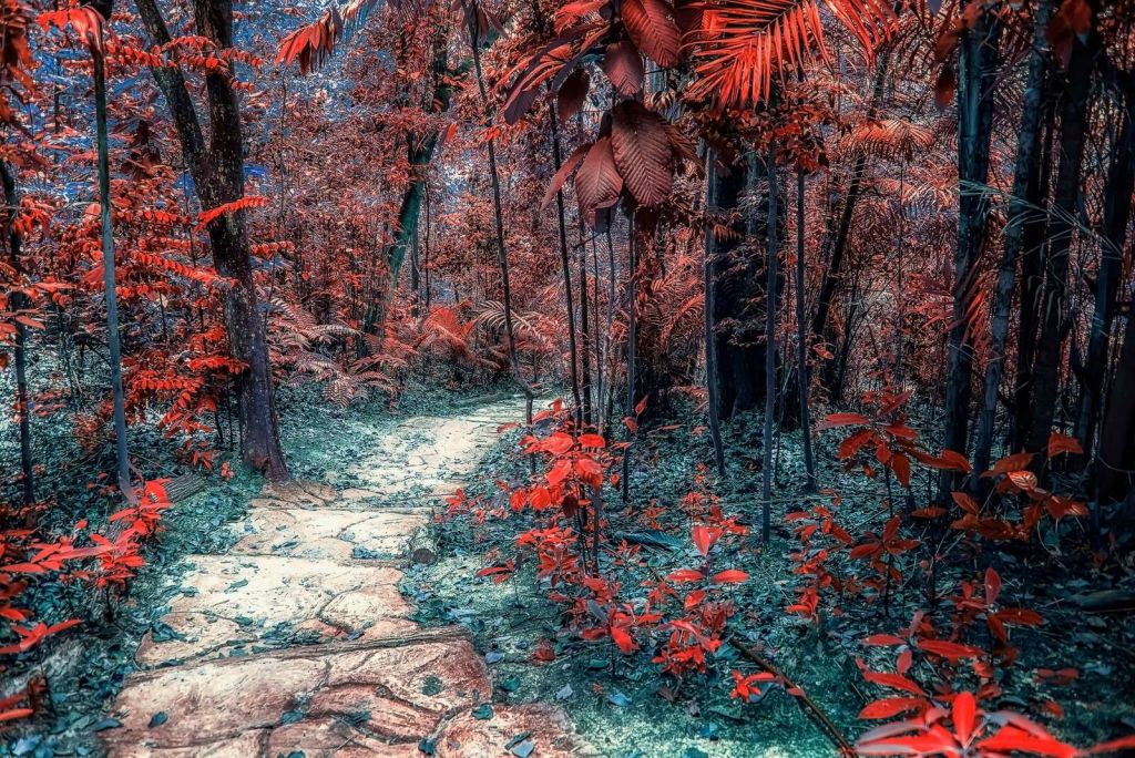 Chemin rouge sang à travers la forêt des rêves