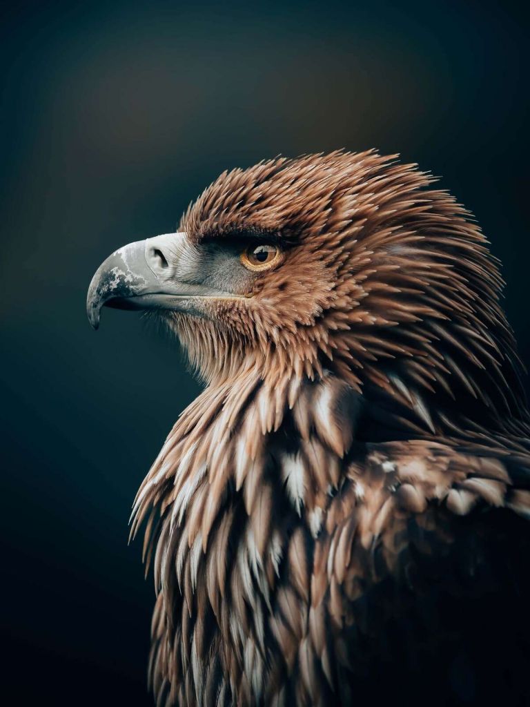 Aigle en pleine concentration