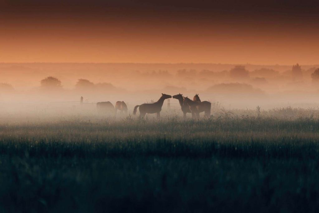Chevaux dans la prairie matinale brumeuse