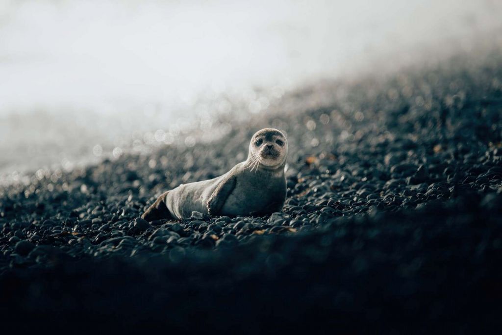 Jeune phoque sur une plage de galets