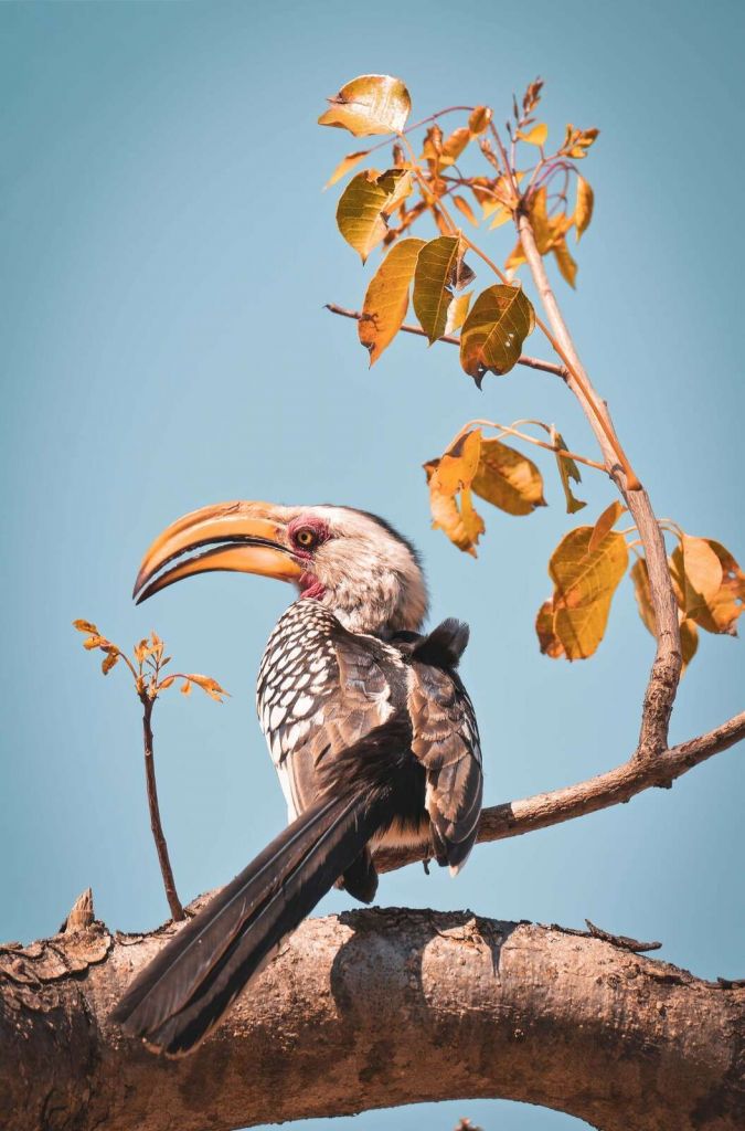 Oiseau coloré sur une branche fleurie