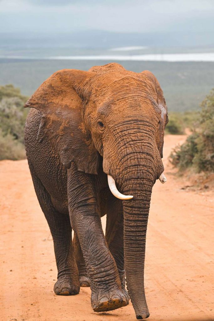 éléphant africain dans le paysage