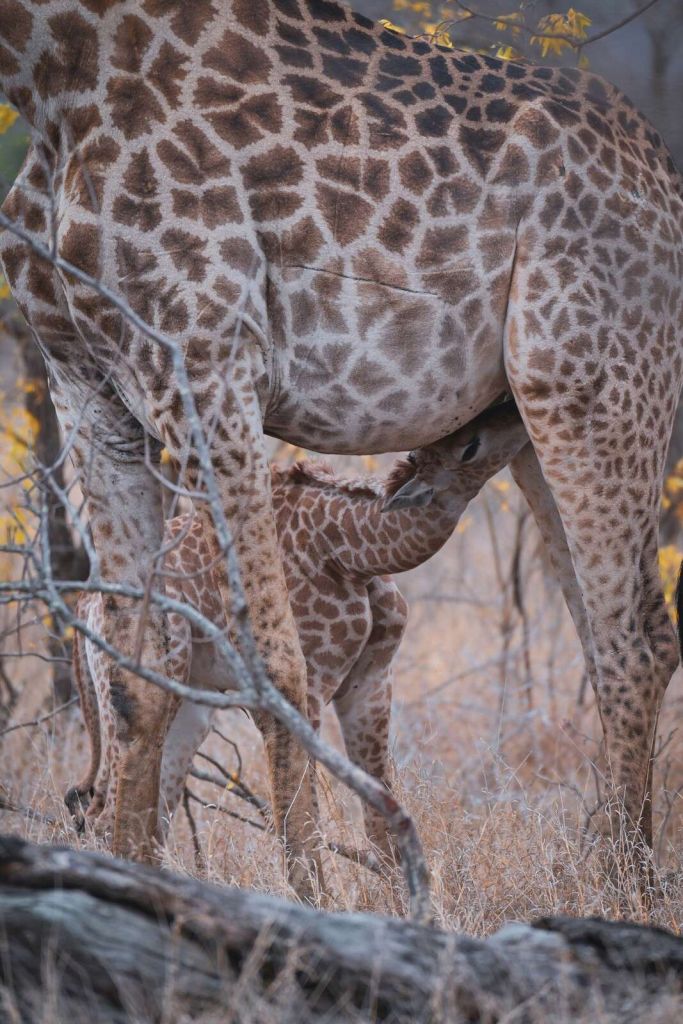 Structure détaillée du pelage de la girafe