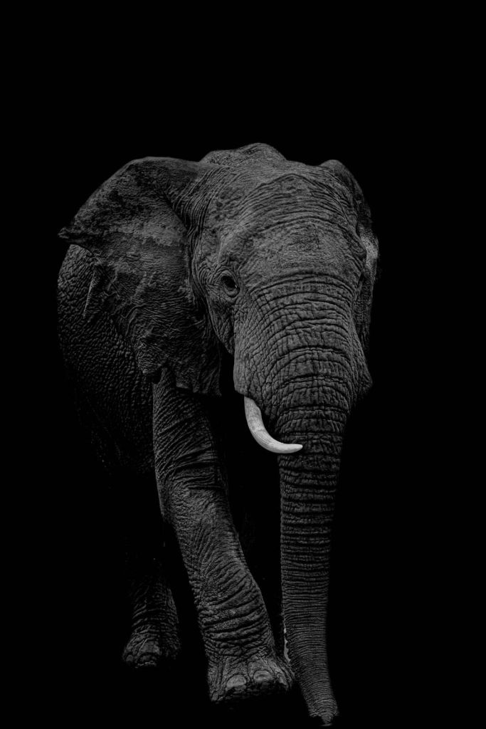 Éléphant debout en noir et blanc