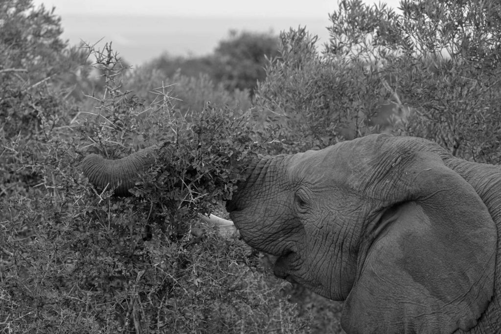 Éléphant noir et blanc dans les buissons