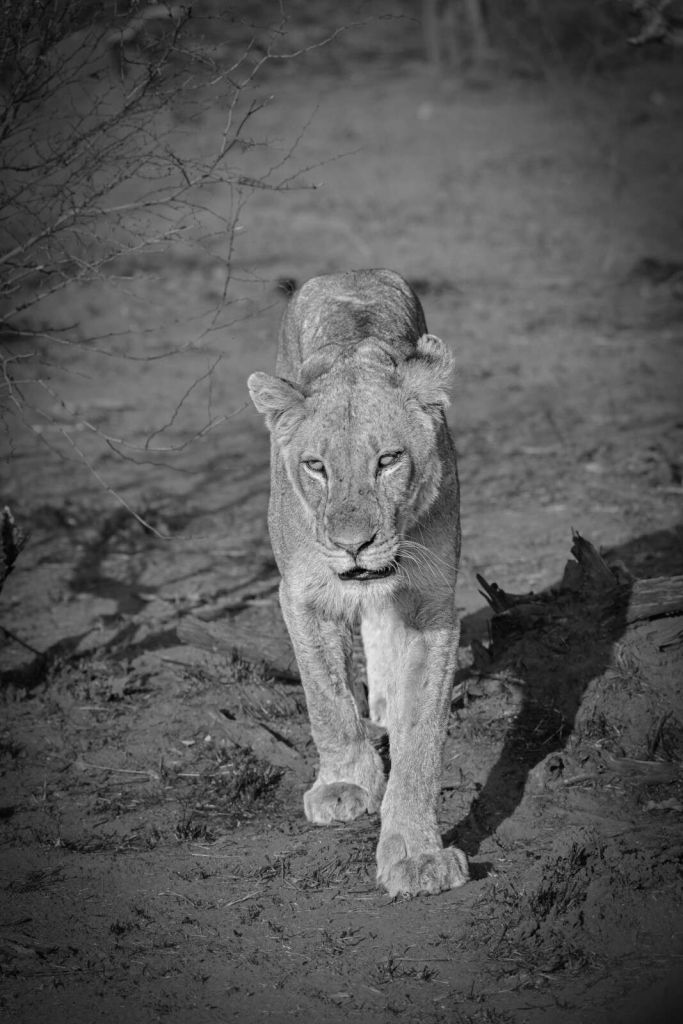 Lionne noire et blanche dans la savane
