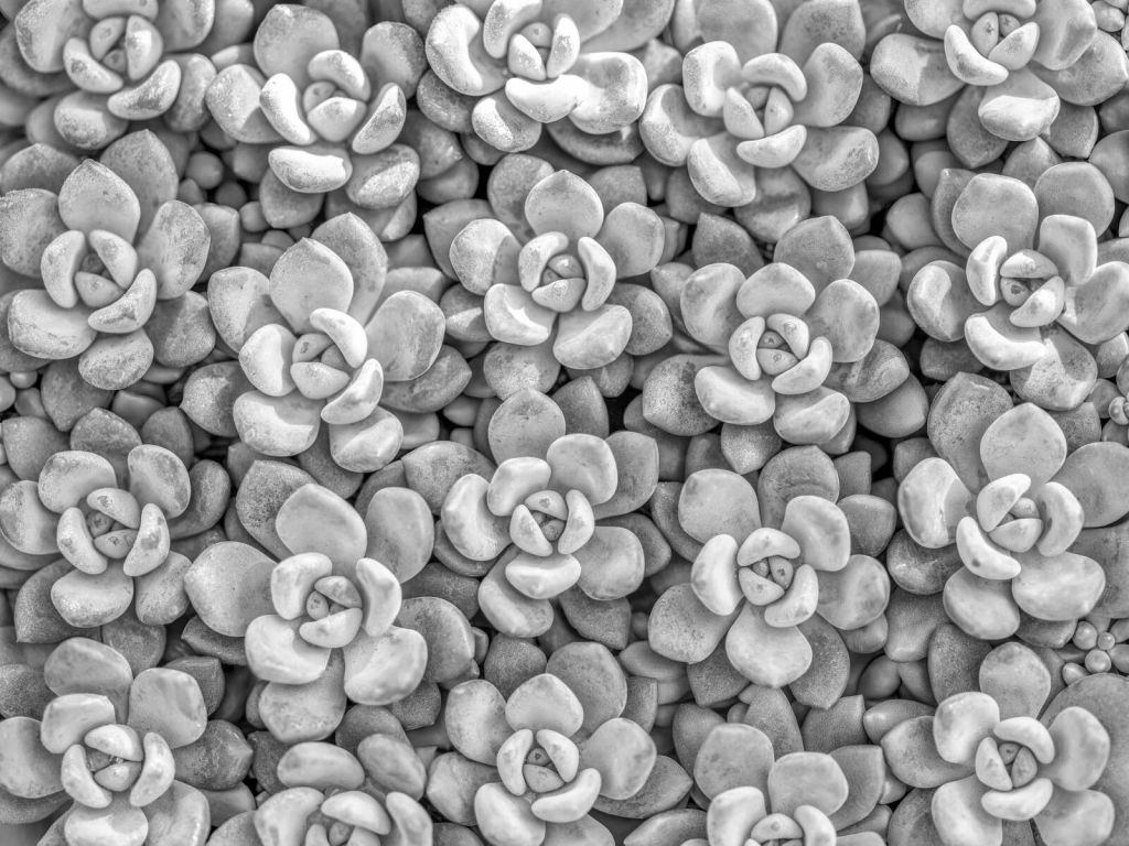 Succulentes grises avec motif en rosette