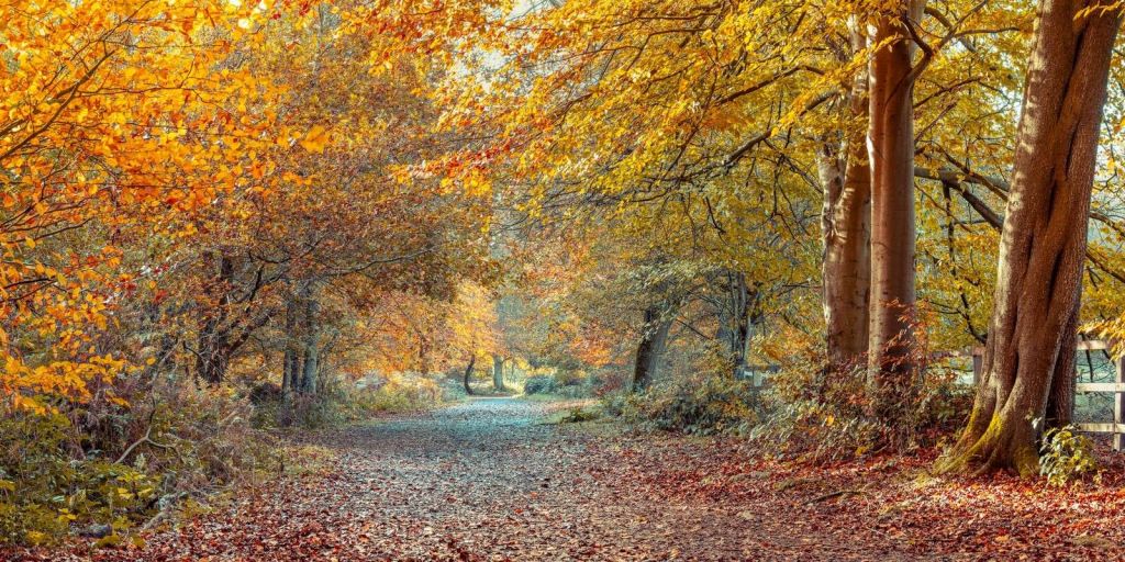 Forêt d’automne avec un feuillage doré