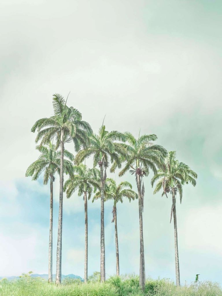 Palmiers minimalistes dans un ciel doux