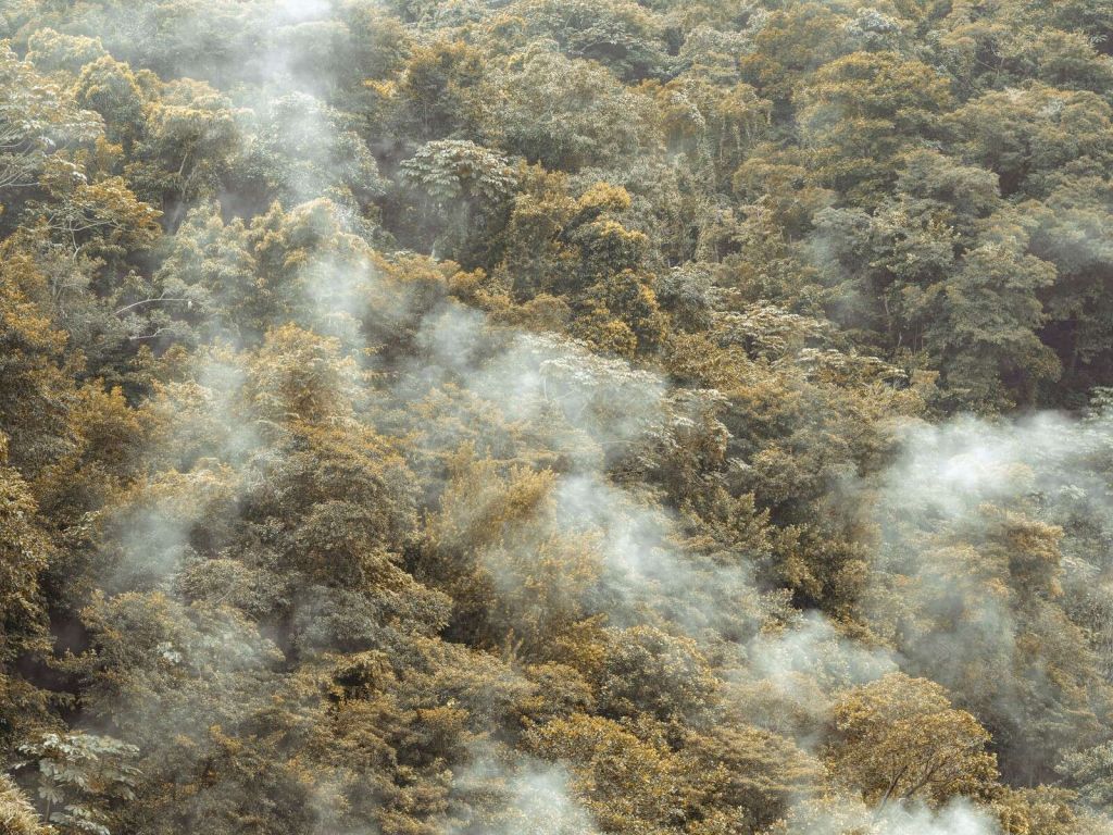 Forêt tropicale brumeuse avec une douce brume