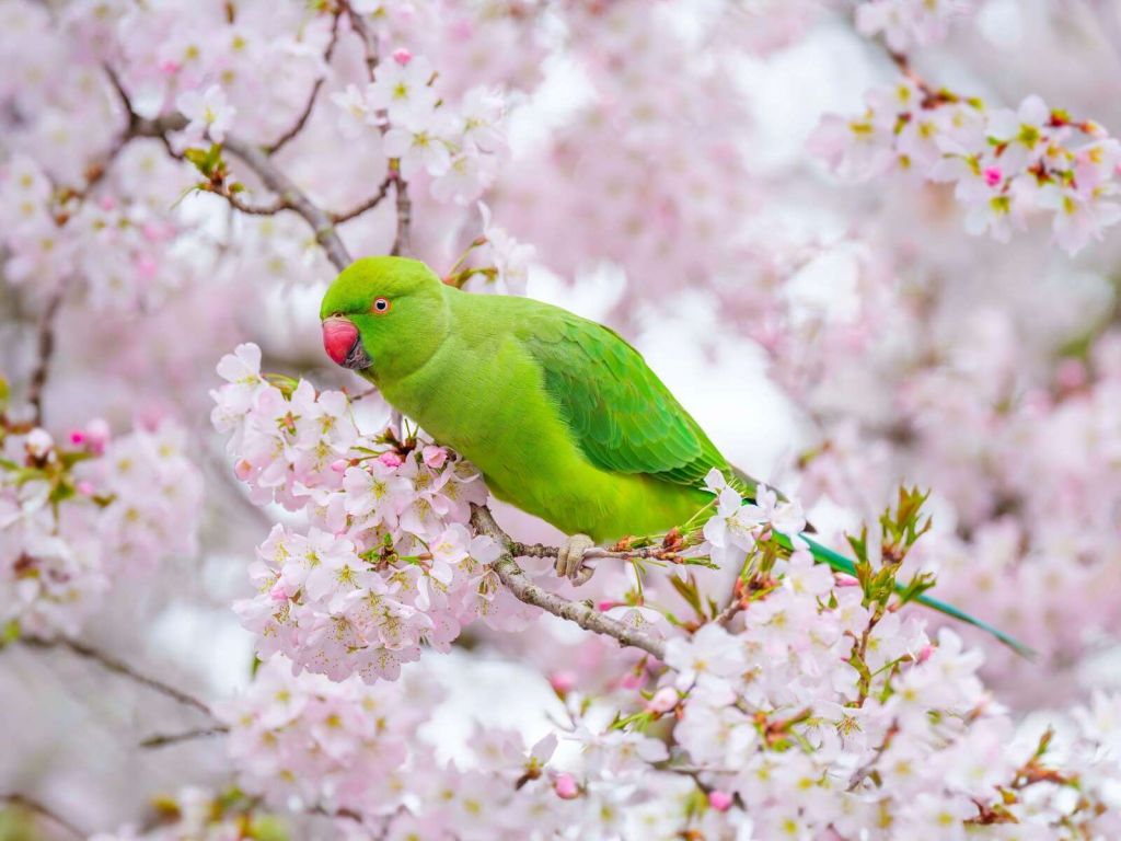 Perroquet vert parmi les fleurs