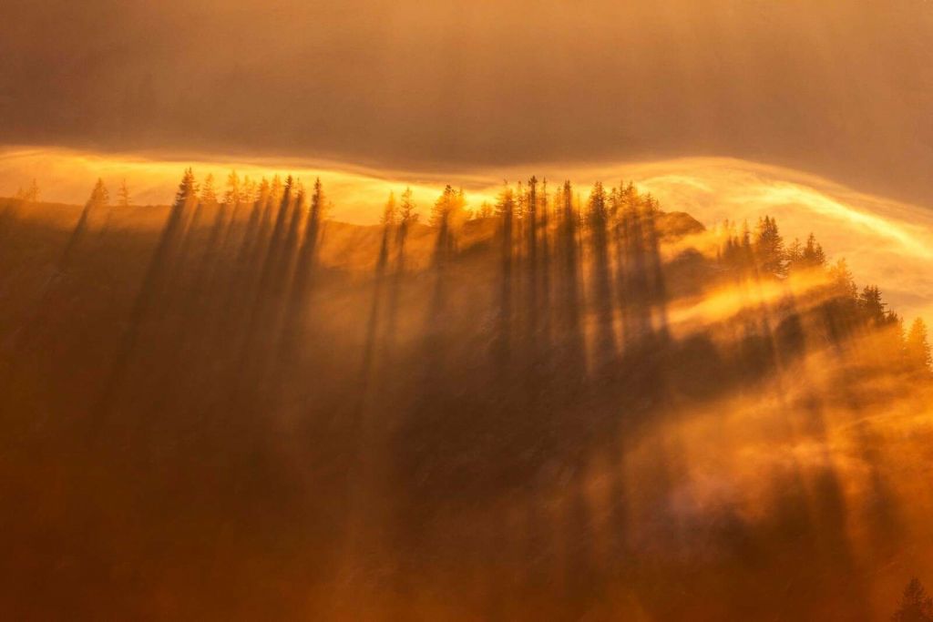 Brouillard dor√© au-dessus de la for√™t de pins