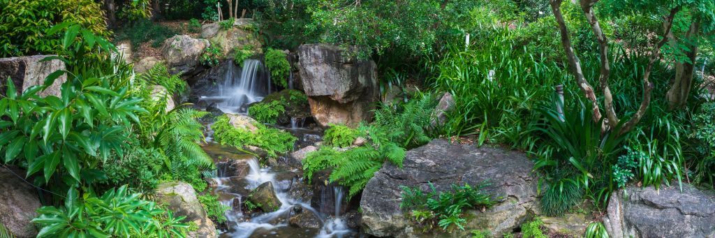 Chute d'eau avec des plantes tropicales