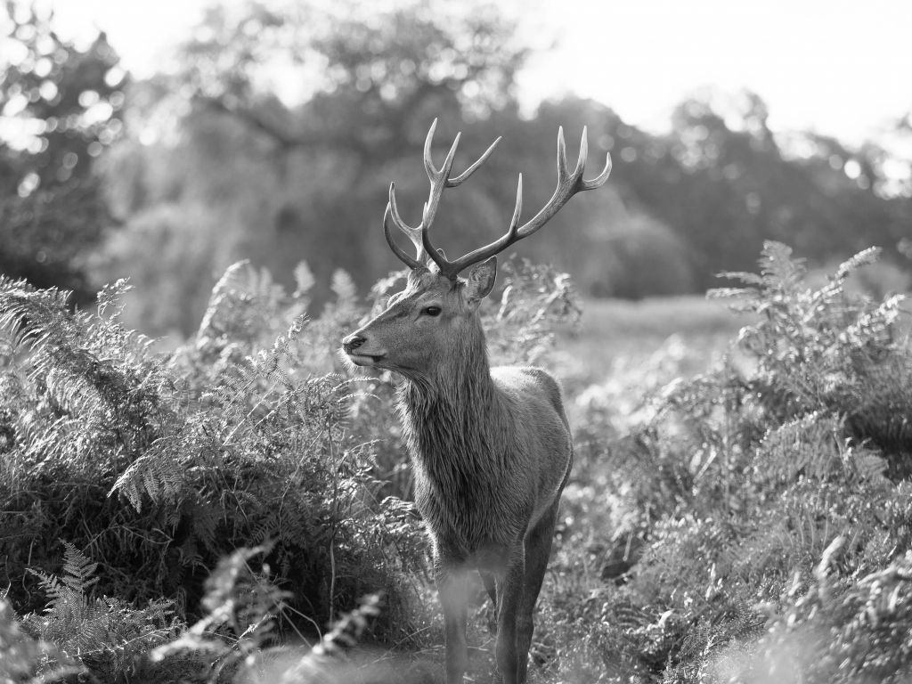 Cerf en noir et blanc