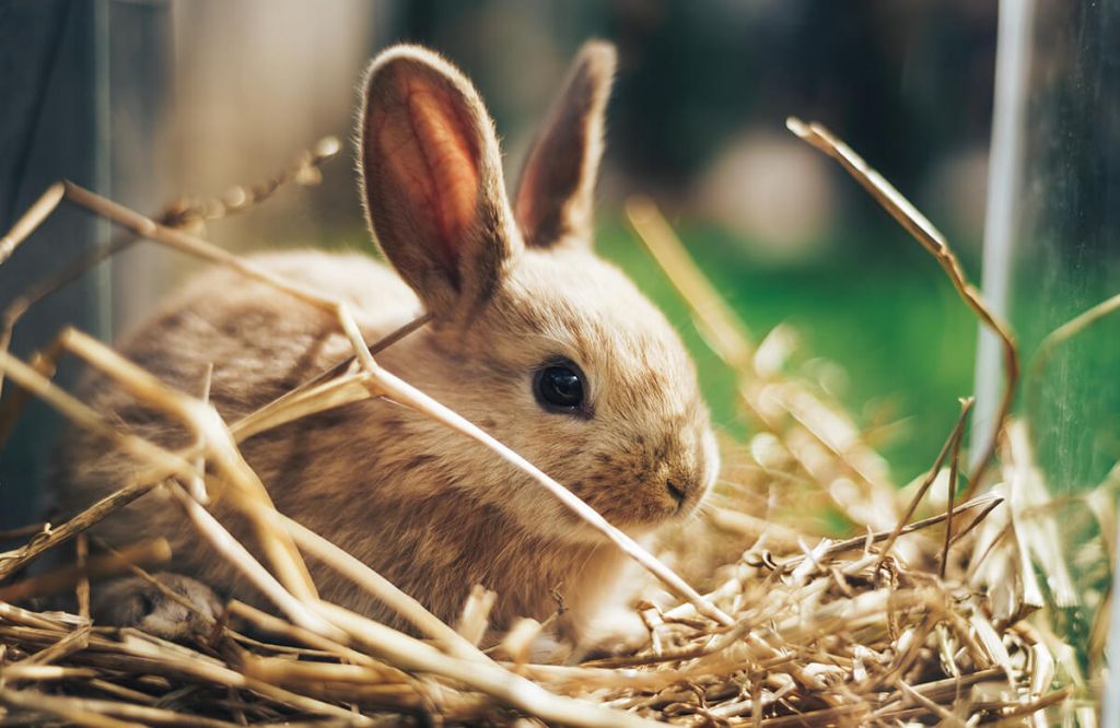 Lapin dans la paille