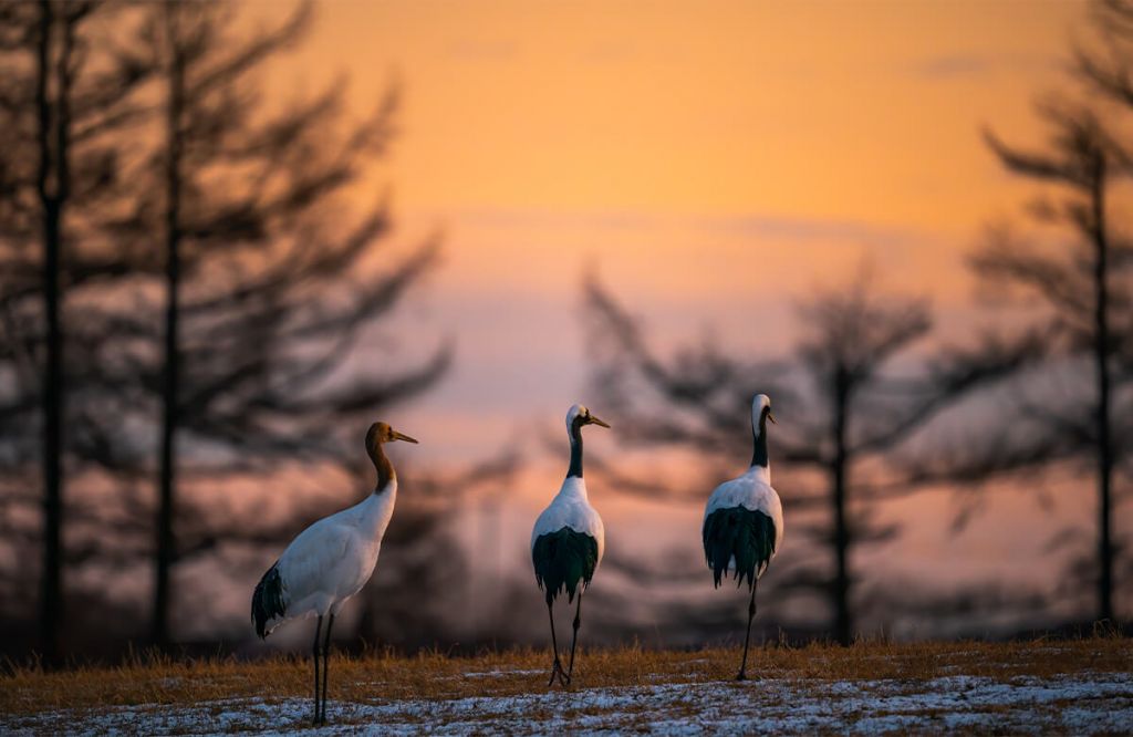 Grues au coucher du soleil