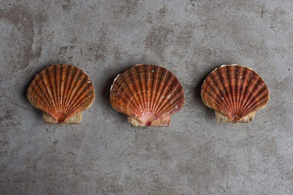 Trois coquilles