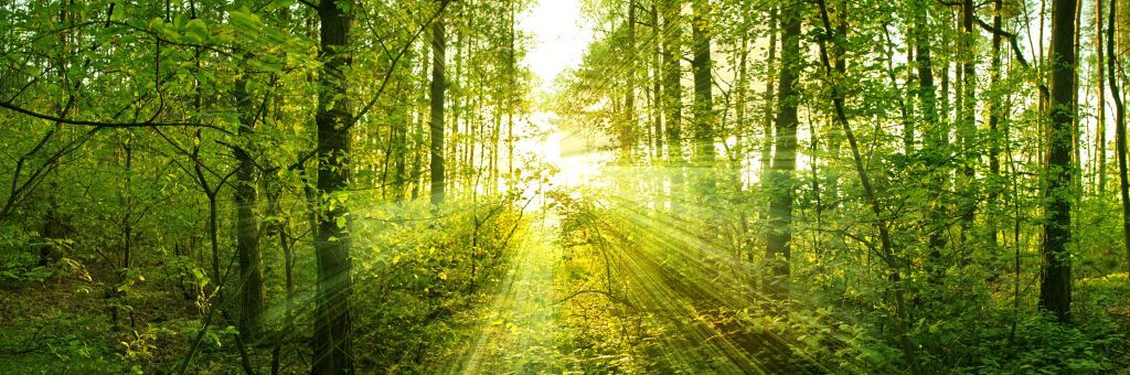 Soleil dans une forêt verdoyante