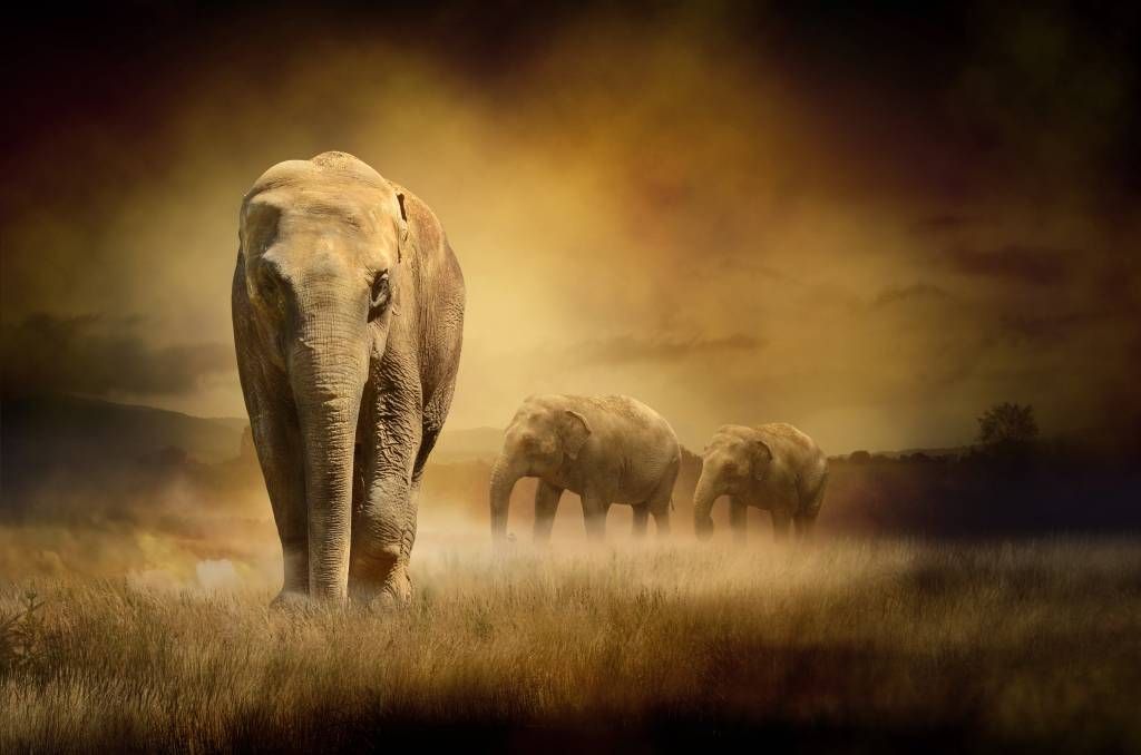 Animals - Trois éléphants - Chambre d'adolescent