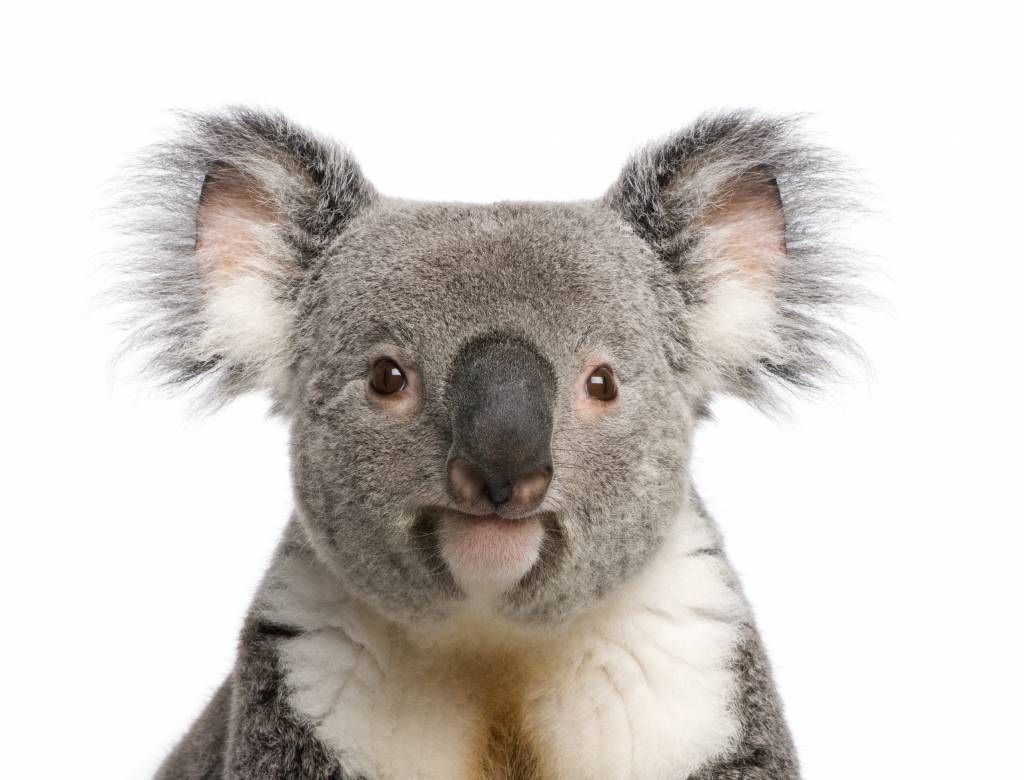 Other - Photo d'un koala - Chambre des enfants