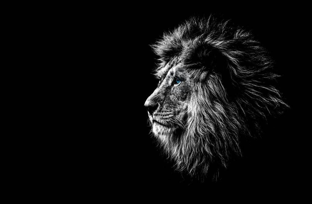 Safari Animals - Lion aux yeux bleus - Chambre d'adolescent