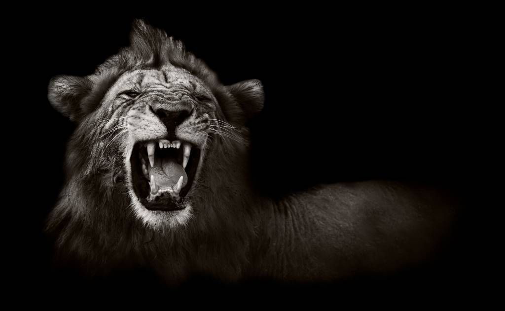 Wild Animals - Lionne - Chambre d'adolescent