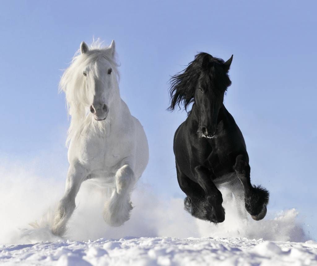 Horses - Cheval blanc et noir - Chambre d'adolescent