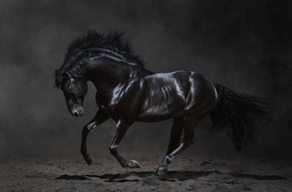 Horses - Etalon noir - Chambre des enfants