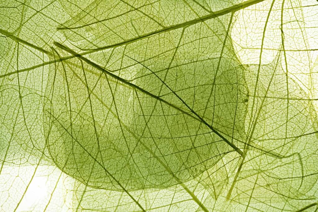 Leaves - Feuilles vertes  - Chambre à coucher