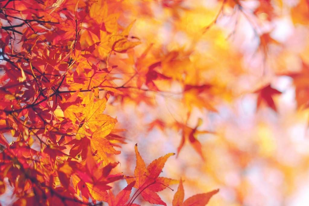 Leaves - Feuilles d'automne - Chambre à coucher