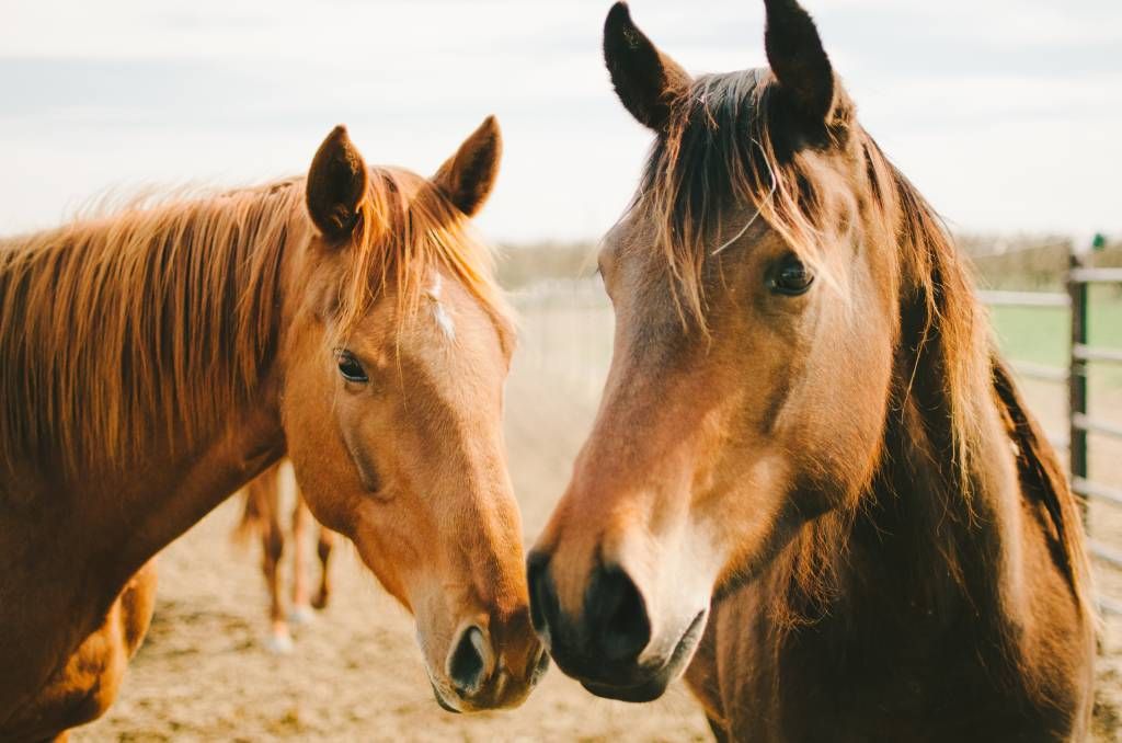 Horses - Deux chevaux - Chambre des enfants