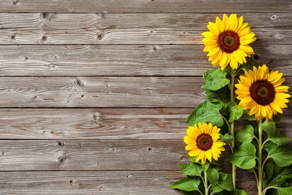 Sunflower - Tournesols et bois - Garage