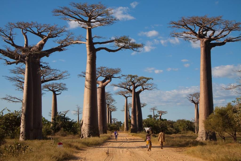 Papier peint Paysage - Baobabs - Salle de séjour
